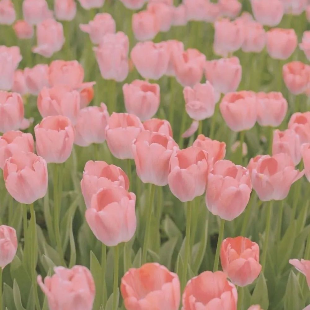 背景图|郁金香背景图_腾讯新闻