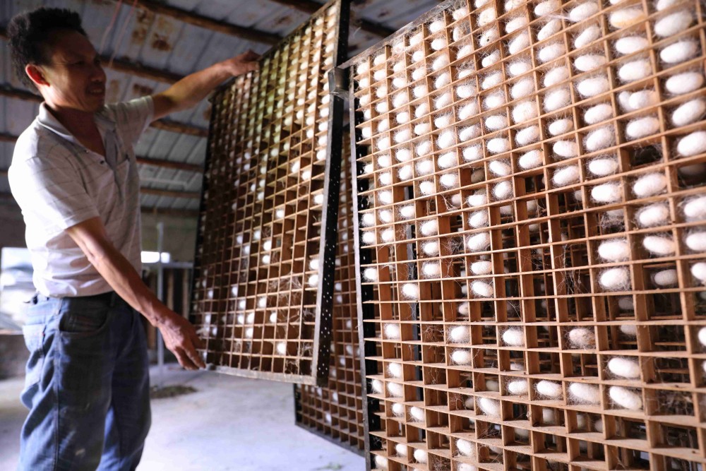 湖南道县养蚕采茧富农家