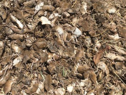 澳大利亚新州鼠灾或致作物损失超$10亿!农民怨政府援助不够