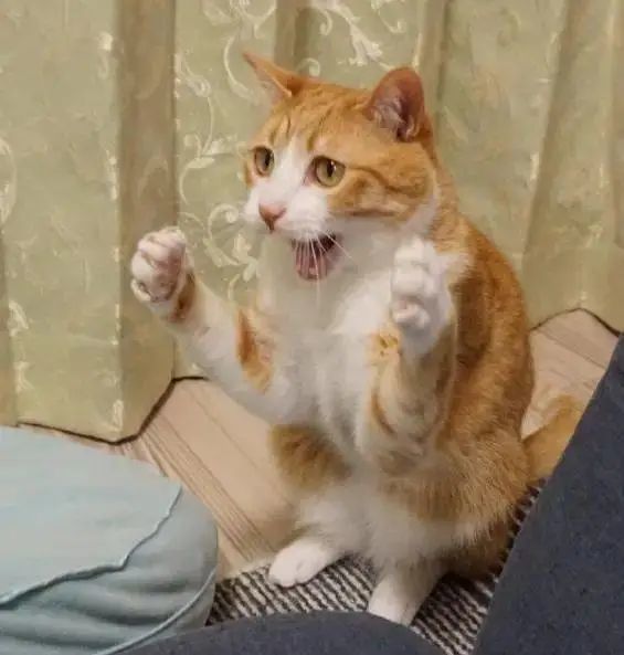 "双臂紧收,气势要足!""气沉丹田,重拳出击!"练好了就赶紧实战吧!