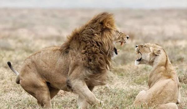 雄狮和母狮交配时为何要咬住母狮的脖子难道是害怕母狮逃跑