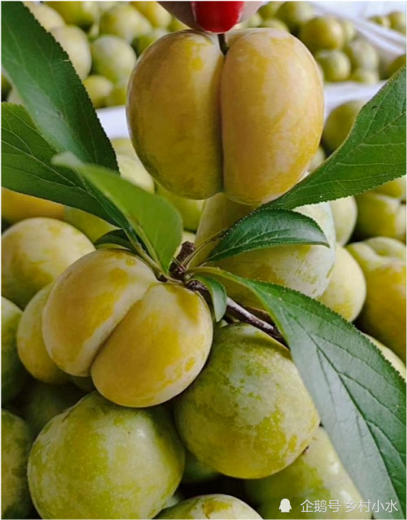 蜂糖李被誉为"李中贵族",很多农民开荒种植,1斤能卖30元_腾讯网