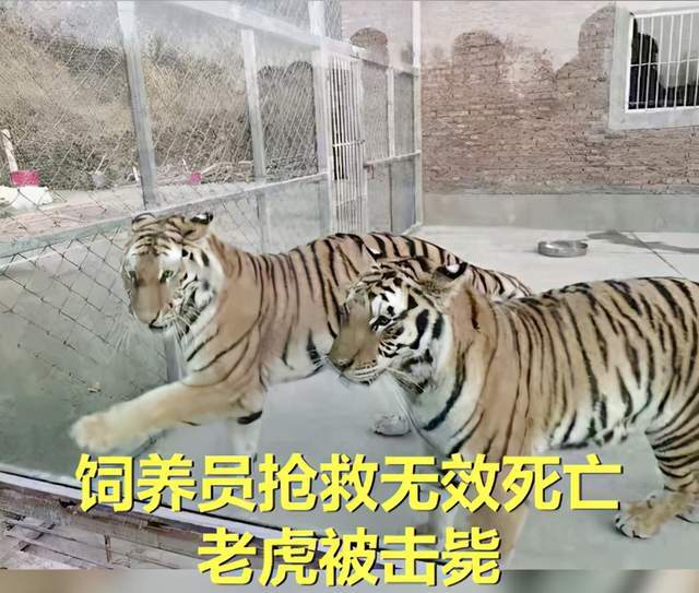 河南俩虎出逃咬死饲养员猫狗皆已臣服为何老虎至今无法驯化