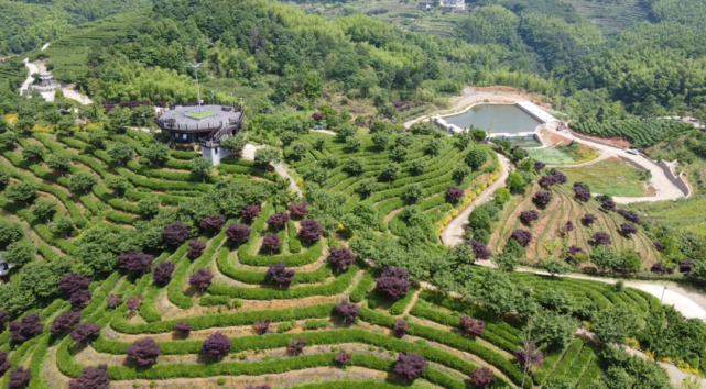 望海茶|观山望海,山水入茶来