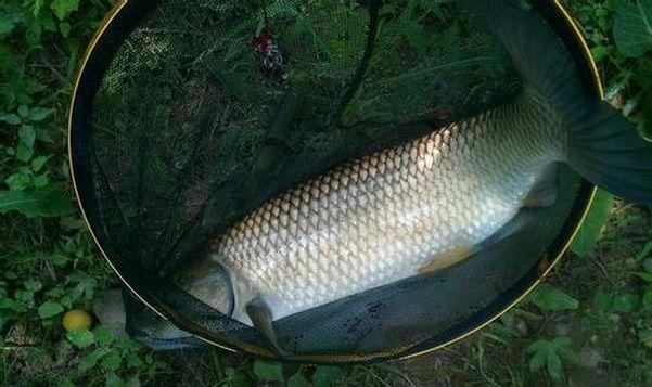 別怪草魚太難釣,這3個冷知識都不知道,釣技再高也難爆護!