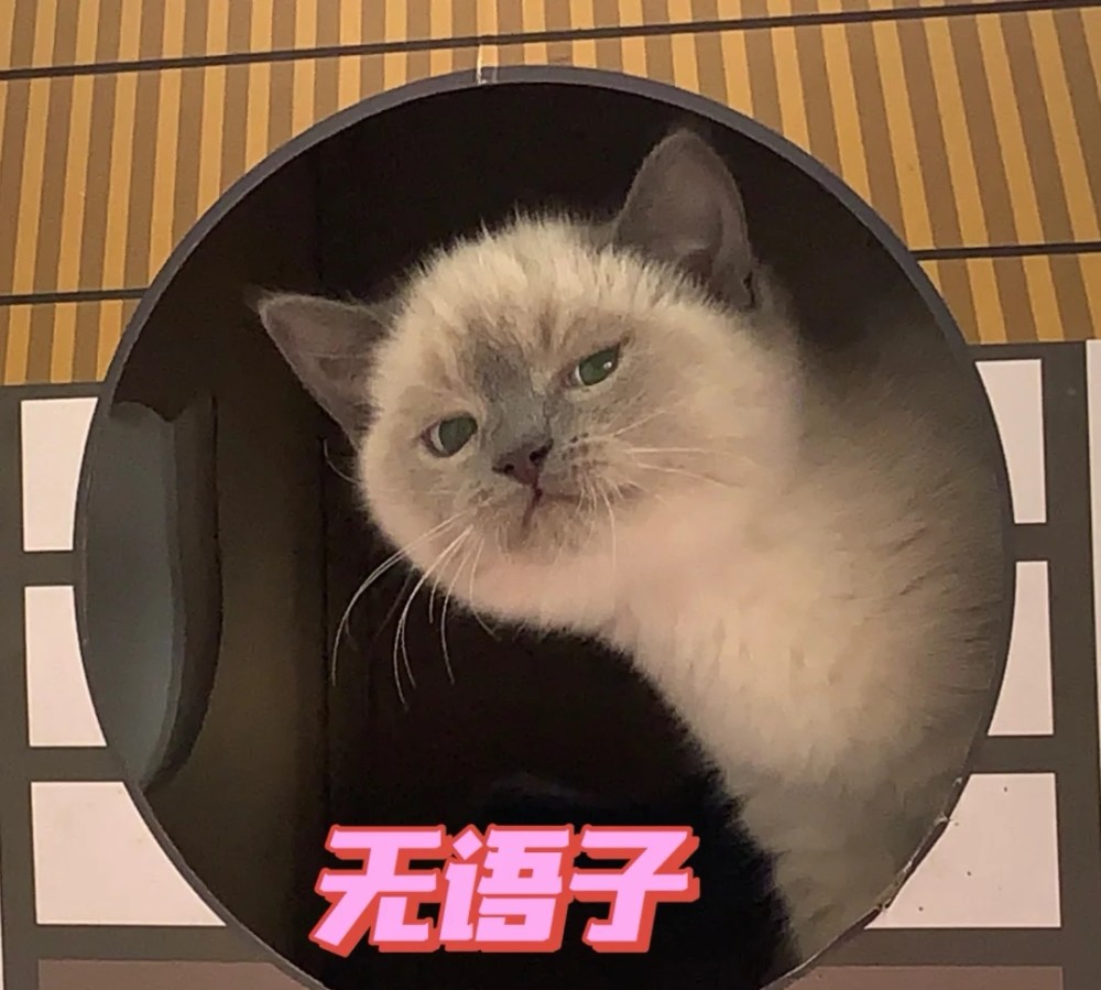 哦莫哦莫今天超甜可爱猫咪图集