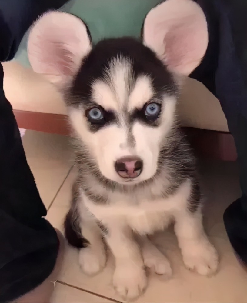 二哈这耳朵也太强势了?_腾讯新闻