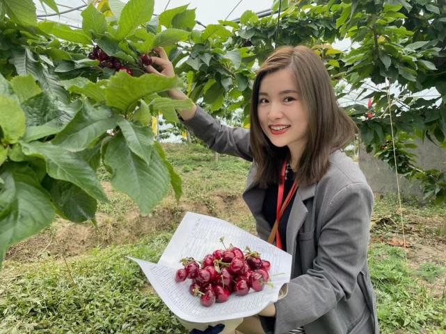 县首届"车厘子采摘节"活动在宣汉县车厘子产业核心地峰城镇仁义村启动