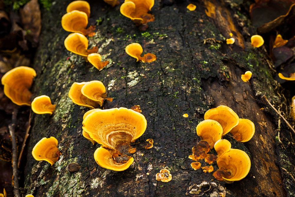 中科灵芝孢子油觉得灵芝三萜有什么样的结构 腾讯新闻