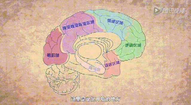 老年痴呆症摧残大脑的路线图:海马体-语言区域-逻辑区域-情绪区域