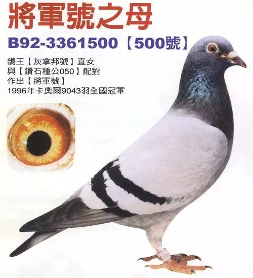 对养育老龄种鸽的点滴体会