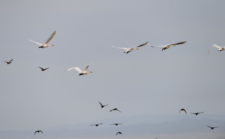 听音识鸟与鸟为邻走近新疆乌伦古湖管护员