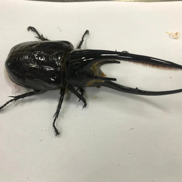 广州海关1日内截获活体甲虫41只其中有巴掌大的活甲虫