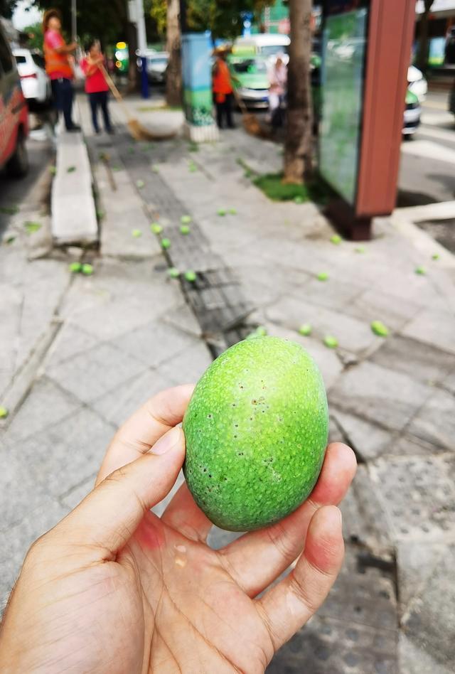 趁芒果没熟就摘掉扔进垃圾桶珠海绿化芒果实成累赘