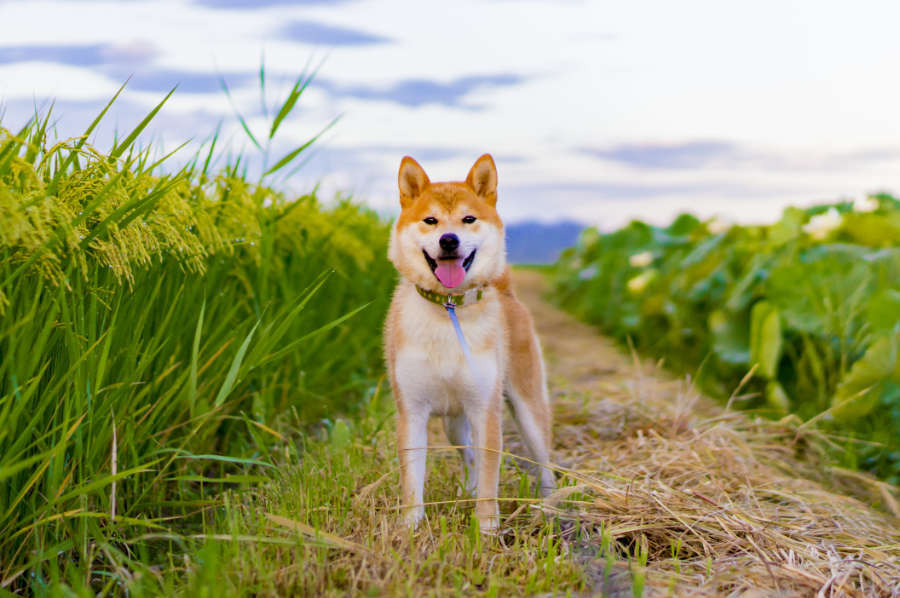 一起来认识一下柴犬吧!