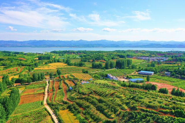 淅川老城镇:"杏"运而至 "李"想到来|老城镇|淅川县|杏李