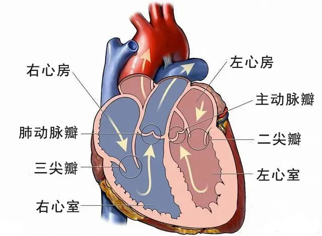 心脏长在右边图片