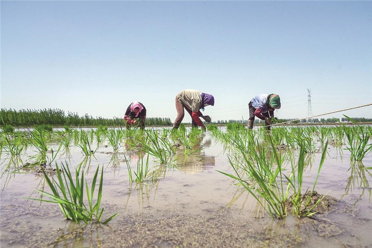 丰南:13万亩水稻插秧忙