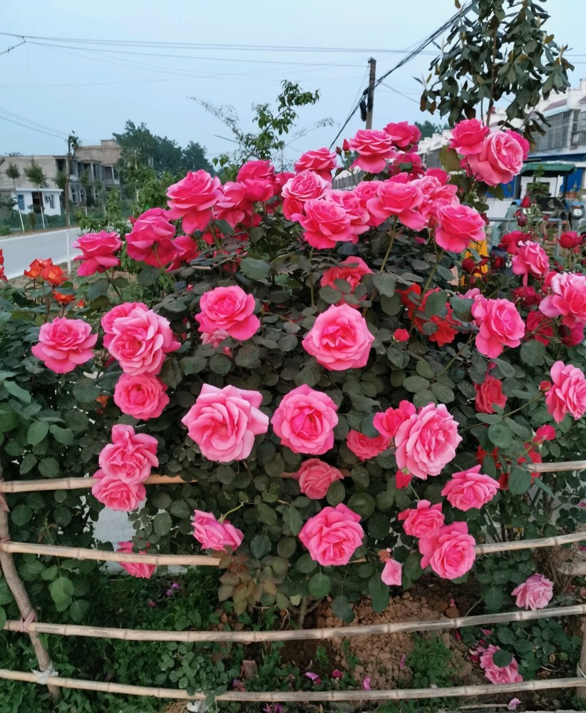 中國月季的佼佼者粉扇不輸歐月日月南北都能養四季有花看