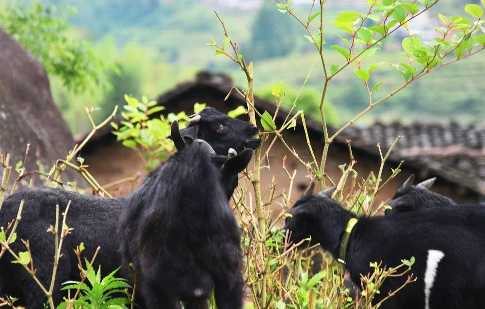 觅食黒山羊