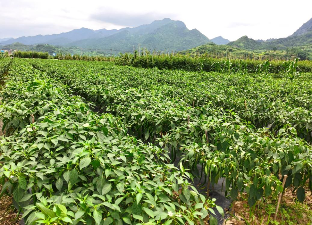 三都县辣椒基地"每斤1.