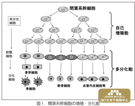 详解日本干细胞骨再生医疗 上 腾讯新闻