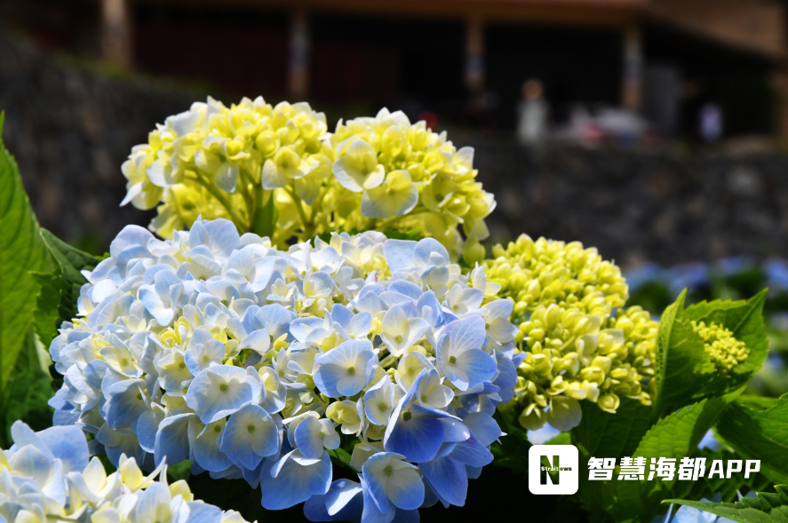 这里种植的是一年可开花三次的"夏延"绣球花,花期可延续至10月到11月.