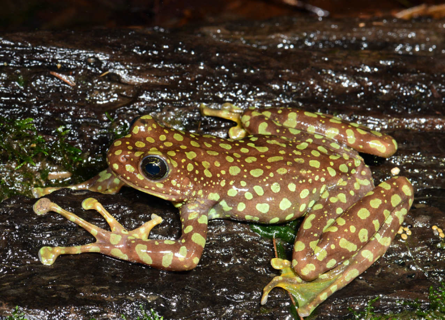 云南高黎贡山现罕见豹纹蛙全身绿光点点形如豹纹扑面