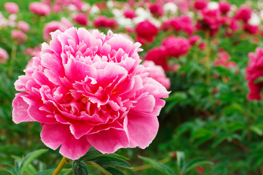 2021年榆林市首届牡丹文化艺术节来了!大美榆阳 · 塞上花谷