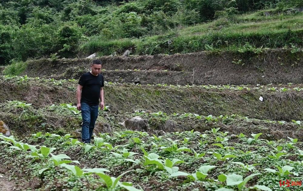 副鄉長幫完成煙草收購任務反被起訴判刑 數百村民請願