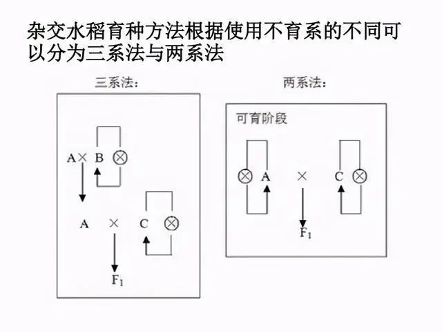 常识积累|简单理解什么是杂交水稻?