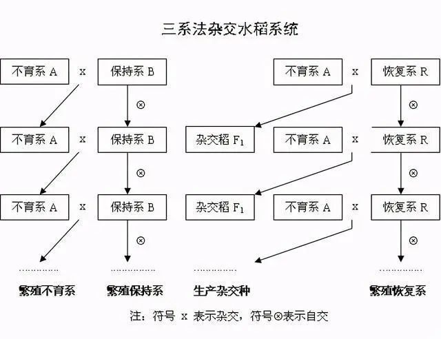 常识积累|简单理解什么是杂交水稻?