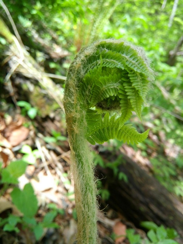 牛毛廣,又叫東北薇菜,貓耳蕨,是我國東北地區一種名貴的天然野生草本