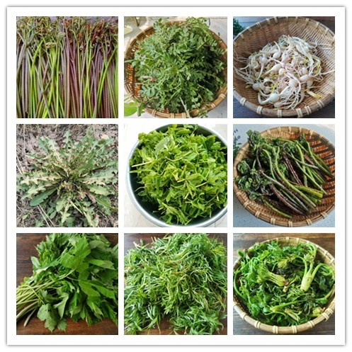 东北农村 常吃的16种山野菜 现在城市里很少见 你吃过几种 腾讯新闻