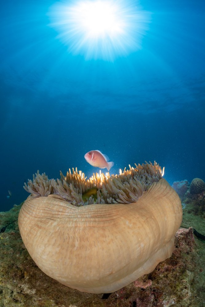 海南国际潜水节水下摄影大赛带你游览海底世界