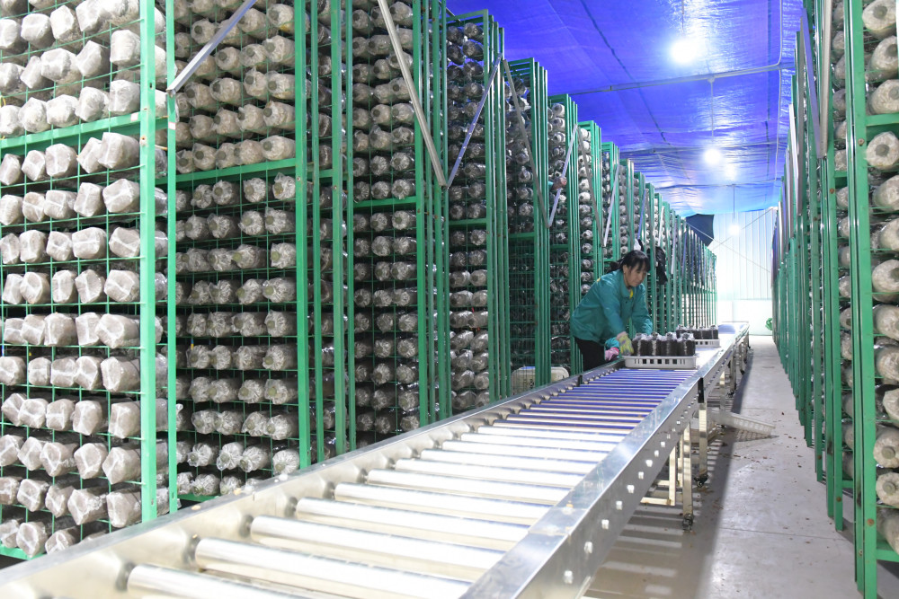 (经济)甘肃和政:赤松茸大田种植促增收