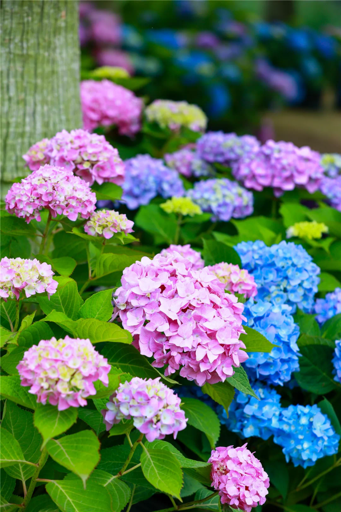 30000株绣球花开了,美翻这个初夏～地点就在浪漫至极的