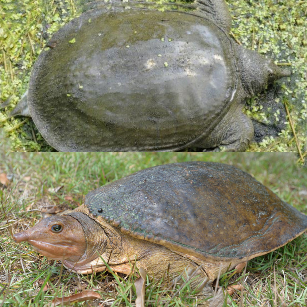 鱼目混珠的珍珠鳖感谢老铁放生我已入侵多省市黄河或已泛滥