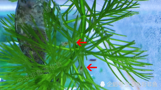 观赏鱼观赏虾共养以黑壳虾为例分析虾不容易存活的主要原因