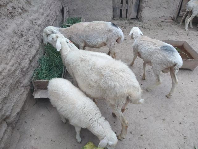 纯种小尾寒羊为何不受养殖户待见3大缺陷已证实