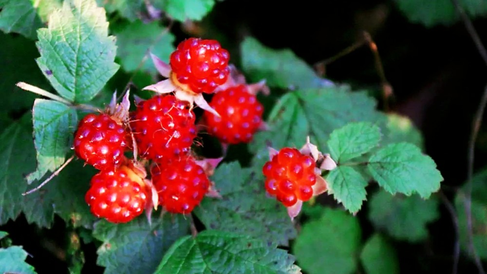 在云南大理红果子长在带刺的树干上味美酸甜你吃过吗