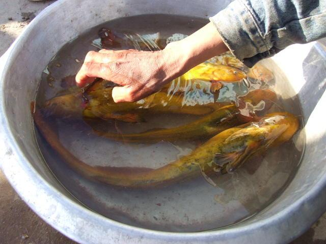 黄河"巨型黄辣丁"被人钓起,钓友:太大了,还能吃吗