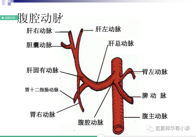 同时,在腹部称为腹主动脉可以分出腹腔干动脉,肠系膜上动脉,肠系膜下