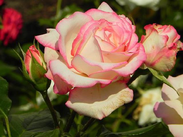 人见人爱的个性签名情文并茂含义深刻