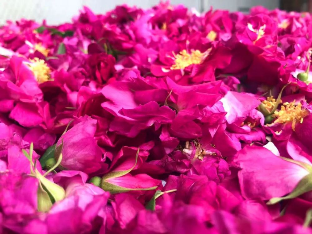 苦水玫瑰香飘万家