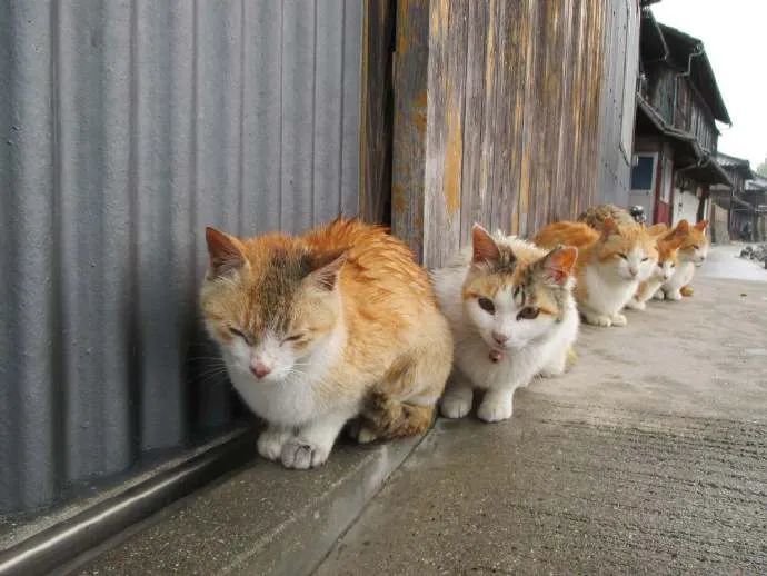 下雨了猫咪排着队在屋檐下避雨