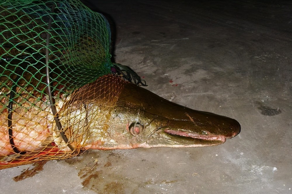 廣東男子釣獲怪魚身長1米酷似鱷魚擔心是保護動物