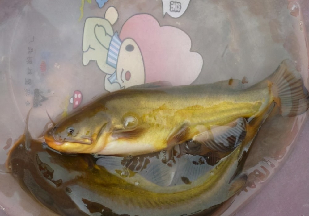 这种鱼酷似黄辣丁常常以假乱真各位钓鱼人你们认识吗