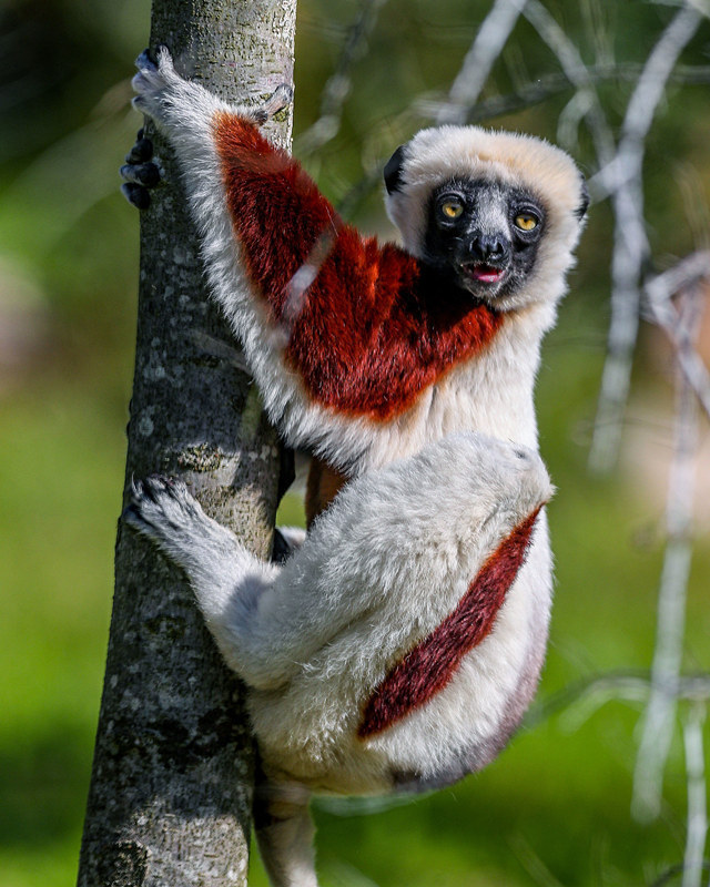 英国冕狐猴走路魔性如跳舞雨林栖息地丧失导致濒临灭绝
