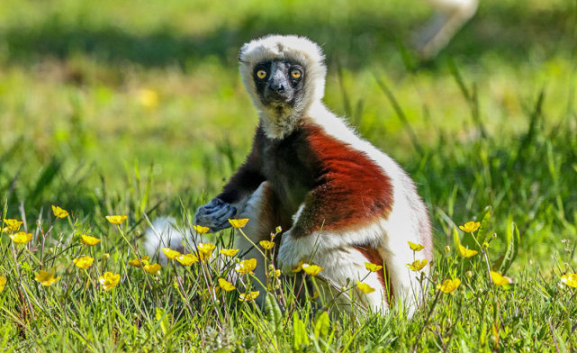 英国冕狐猴走路魔性如跳舞雨林栖息地丧失导致濒临灭绝